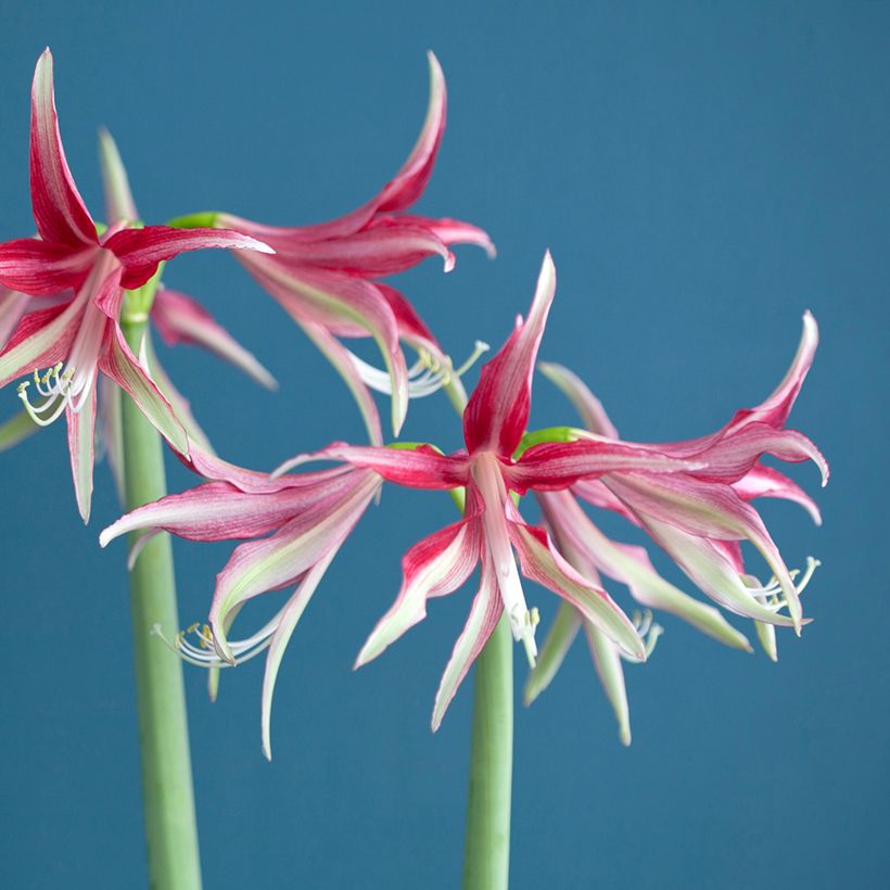 Amaryllis Quito - HIppeastrum Cybister (Flowering)