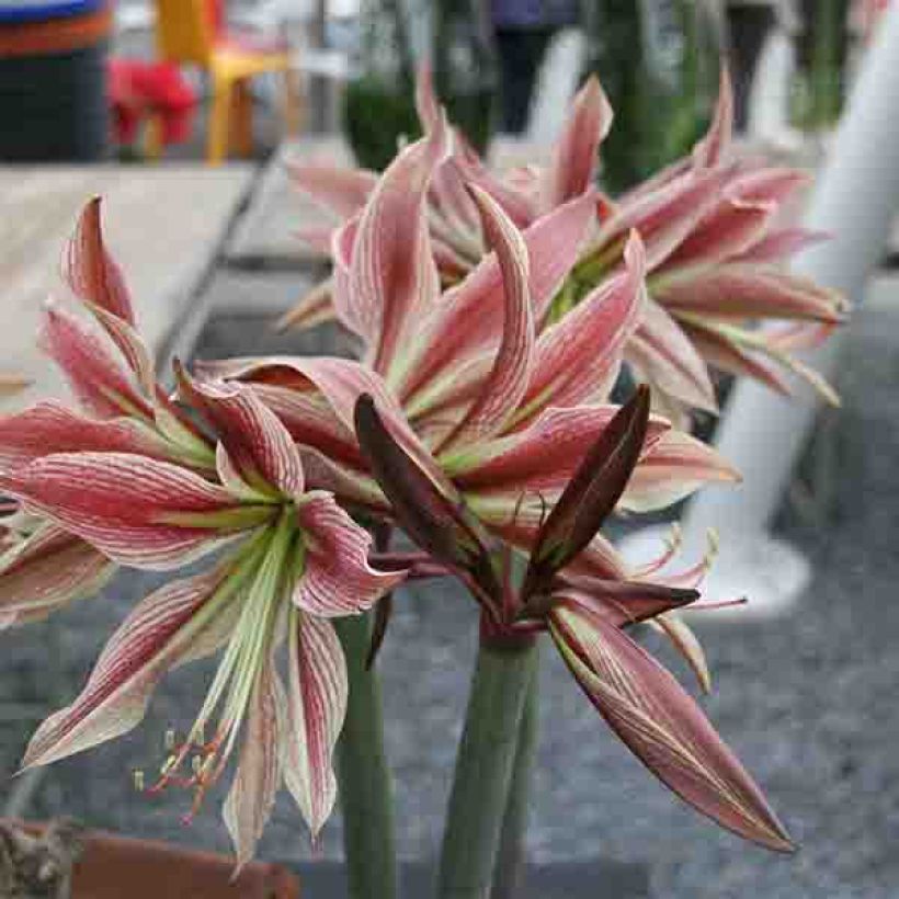 Amaryllis Rio Negro (Flowering)