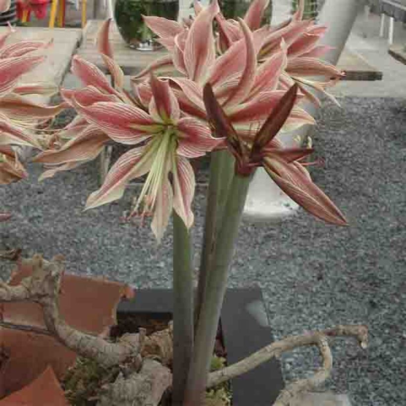 Amaryllis Rio Negro (Plant habit)
