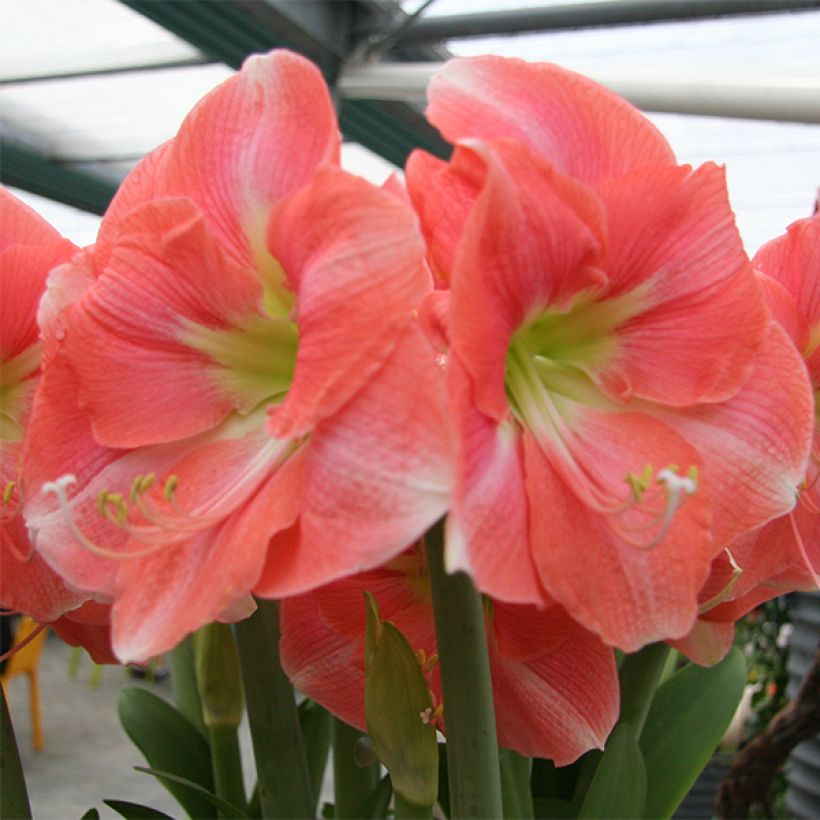 Amaryllis Rosalie (Flowering)