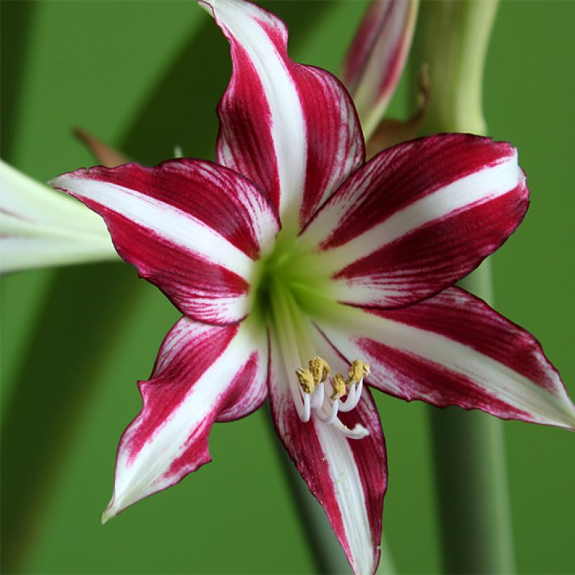 Amaryllis Santiago (Flowering)