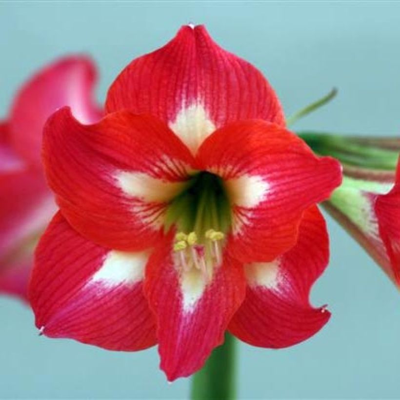 Amaryllis Sleeping Beauty - Hippeastrum (Flowering)