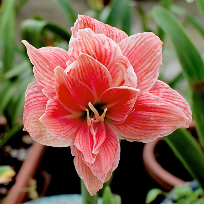 Amaryllis double Sweet Nymph (Flowering)