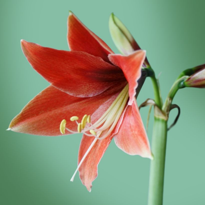 Amaryllis Tierra (Terra Mystica) - Hippeastrum (Flowering)