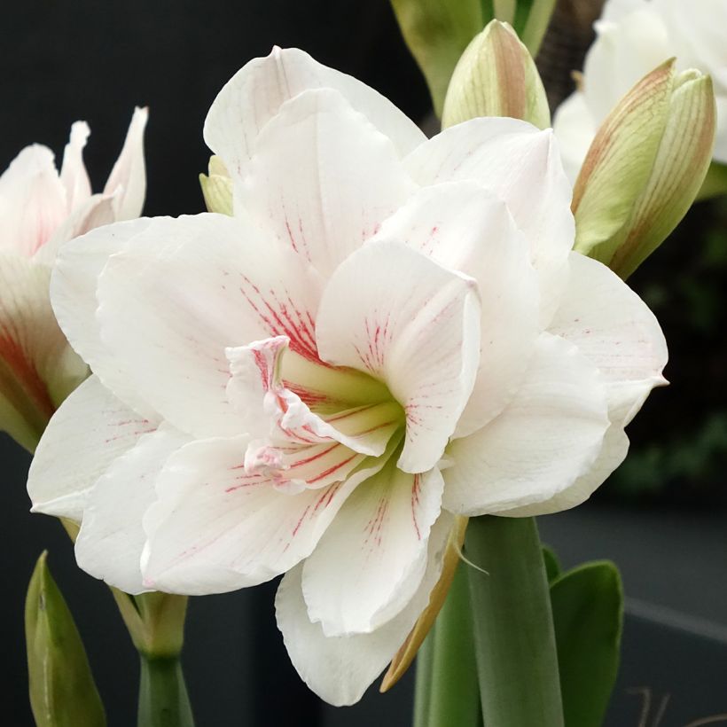 Amaryllis double Aquaro - Hippeastrum (Flowering)