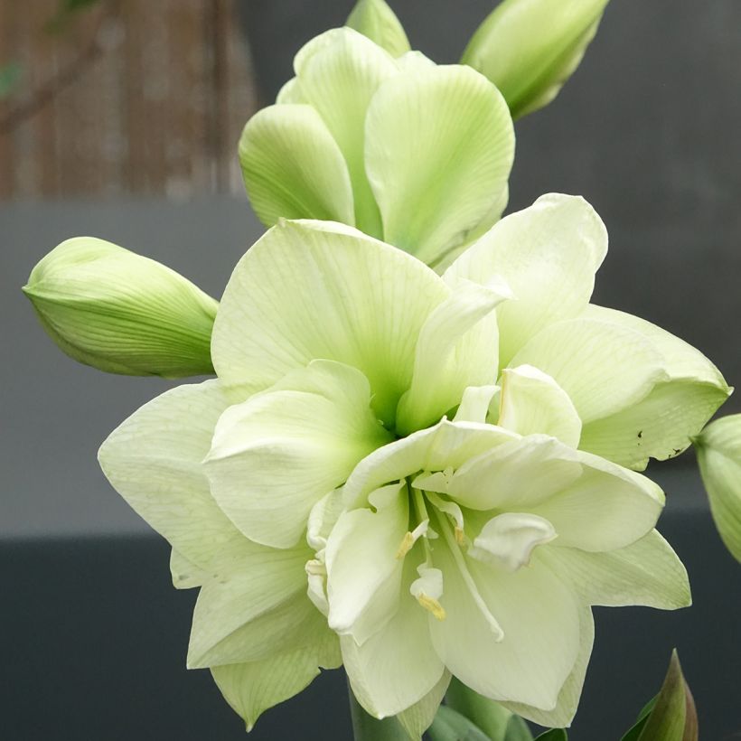 Amaryllis double Marilyn (Flowering)