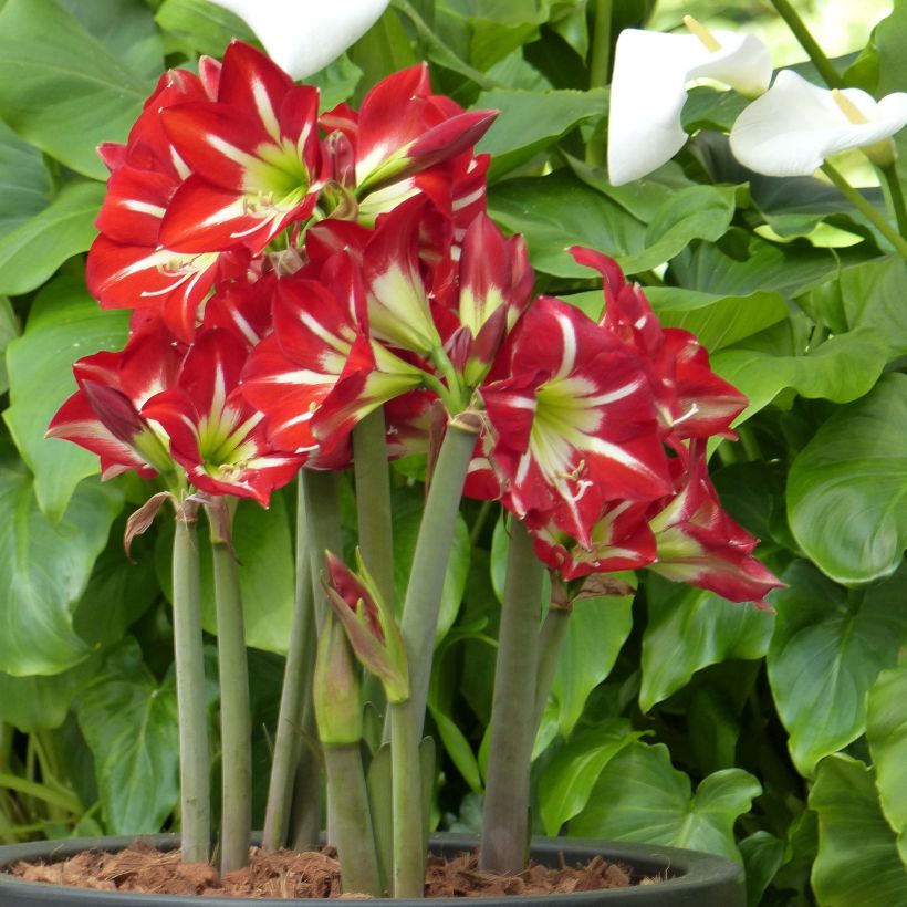 Amaryllis sonatini Balentino - Hippeastrum (Plant habit)