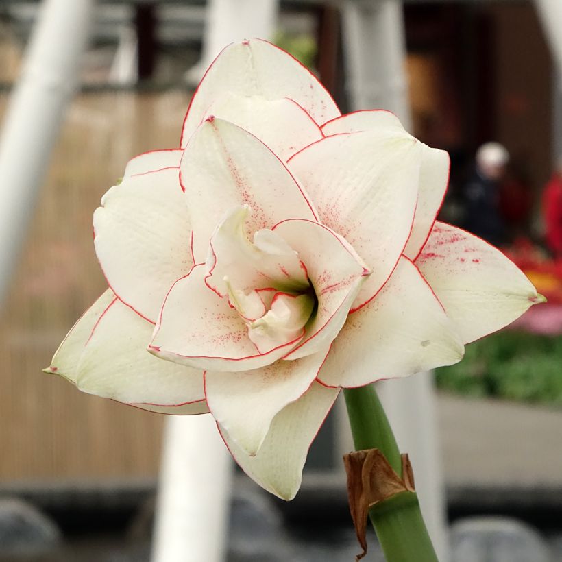 Amaryllis double Elvas (Flowering)
