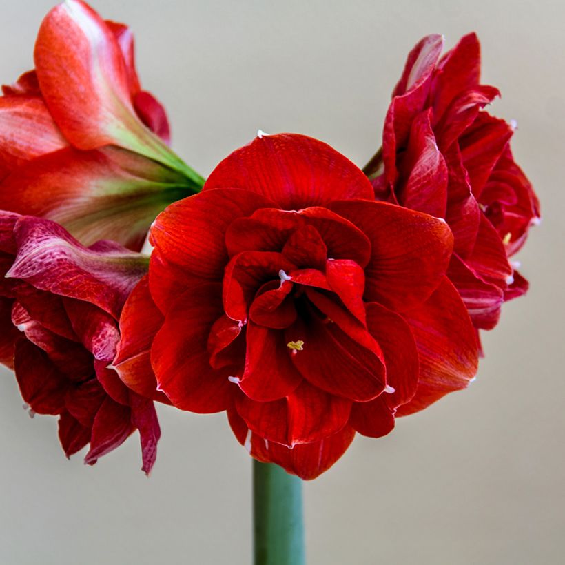 Amaryllis Double Dragon (Flowering)