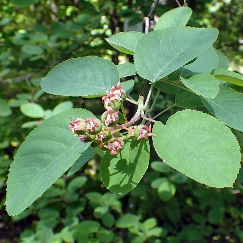 Amelanchier canadensis - Amélanchier du Canada (Foliage)