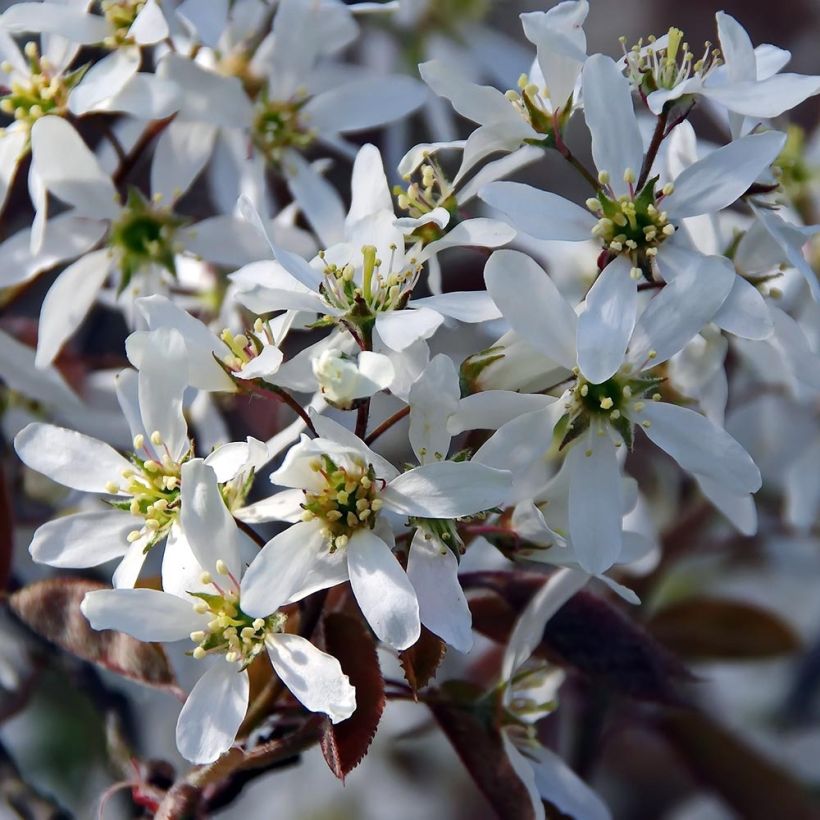 Amelanchier canadensis - Amélanchier du Canada (Flowering)