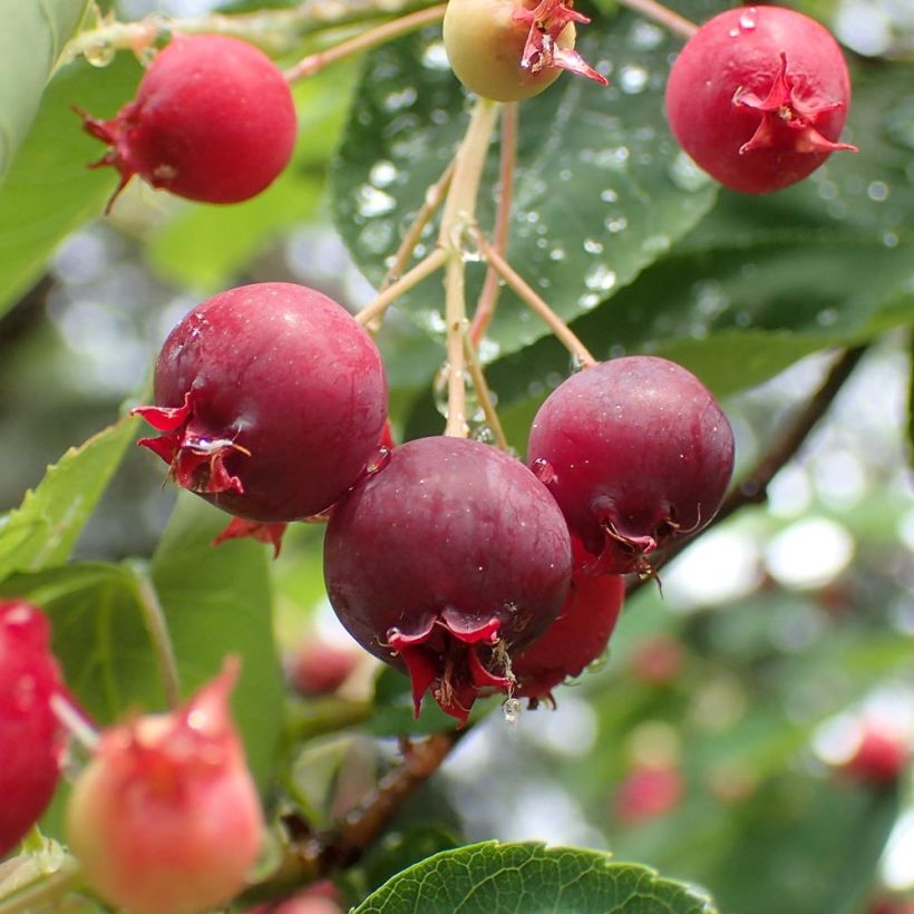 Amelanchier canadensis - Amélanchier du Canada (Harvest)