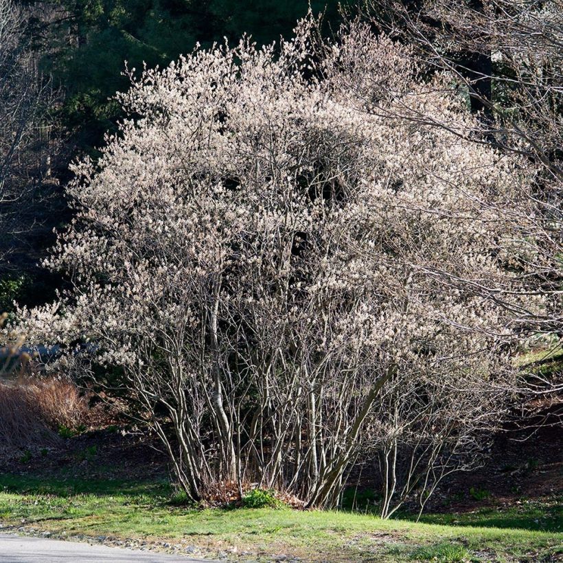 Amelanchier canadensis - Amélanchier du Canada (Plant habit)