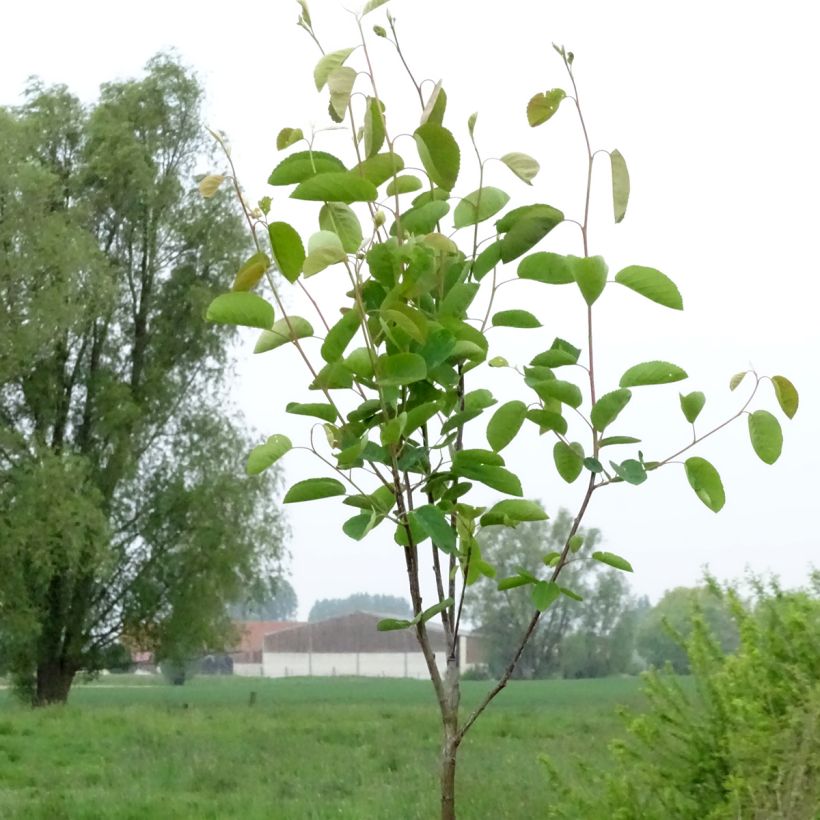 Amélanchier en épis - Amelanchier spicata (Plant habit)