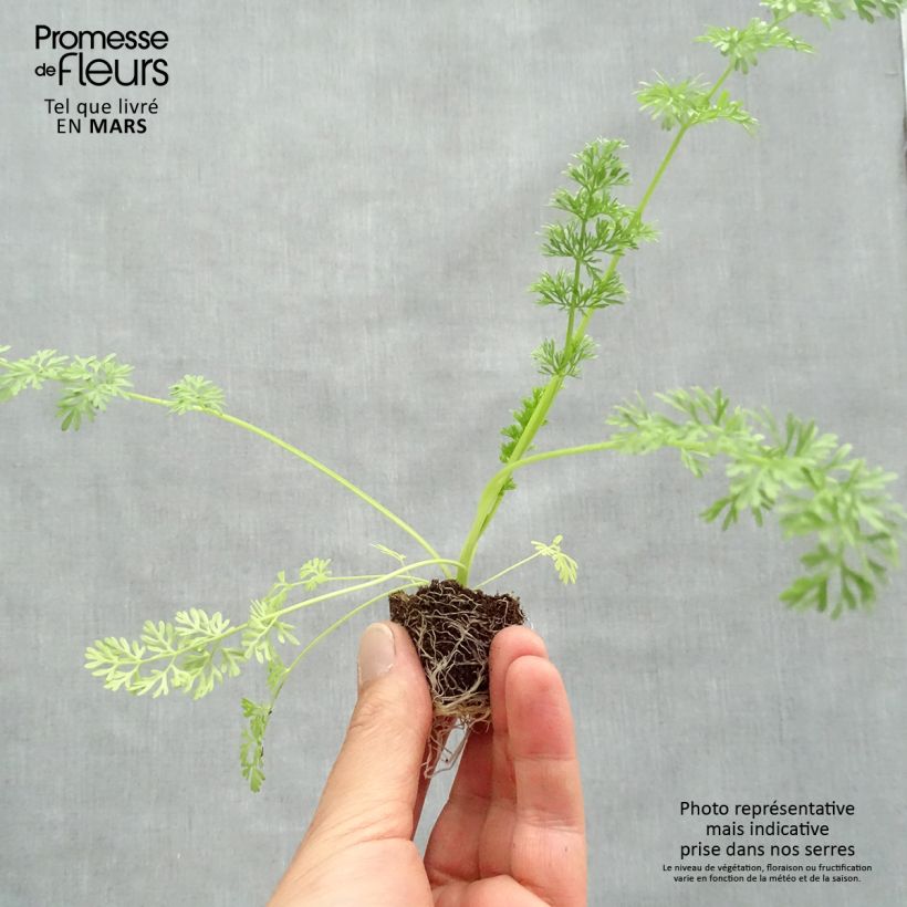 Example of Ammi visnaga The giant Mini-motte Ø 3/4 cm as you get in printemps