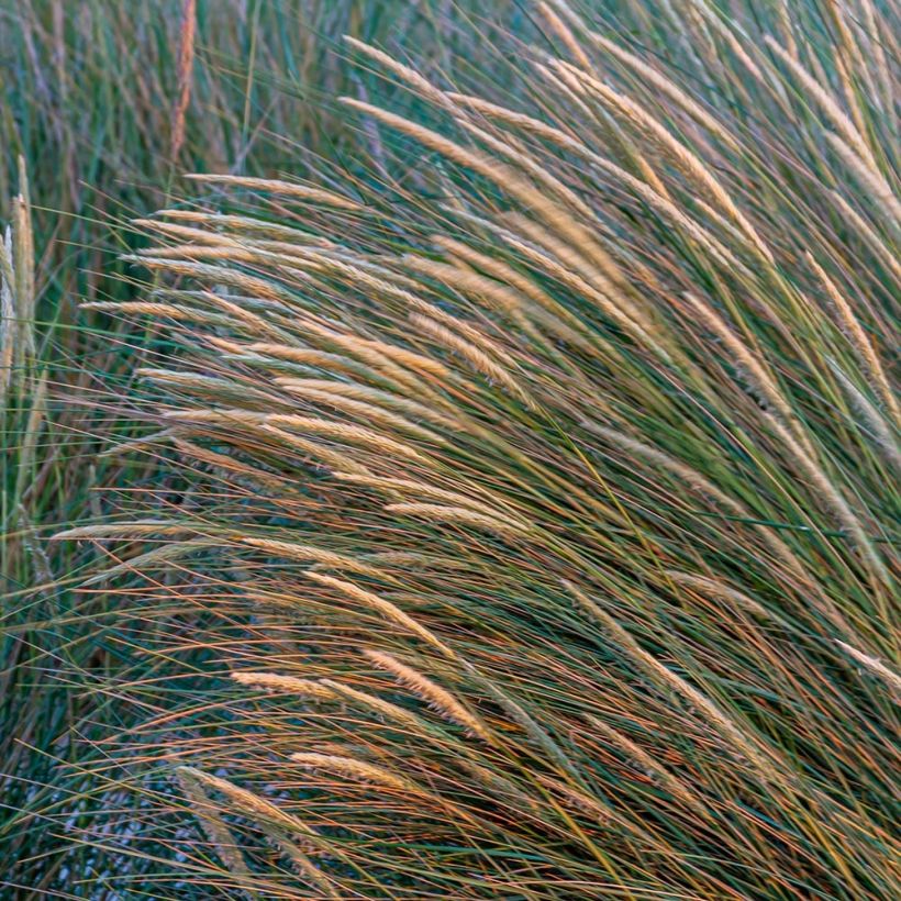 Ammophila arenaria - Oyat - Roseau des sables (Flowering)
