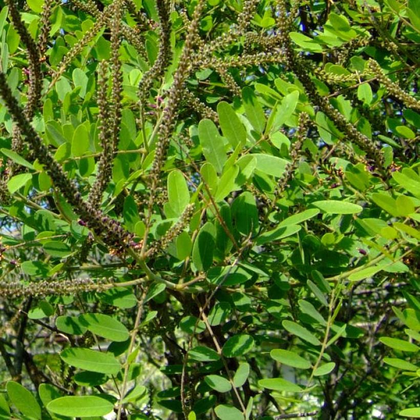 Amorpha ouachitensis - Faux indigo (Foliage)