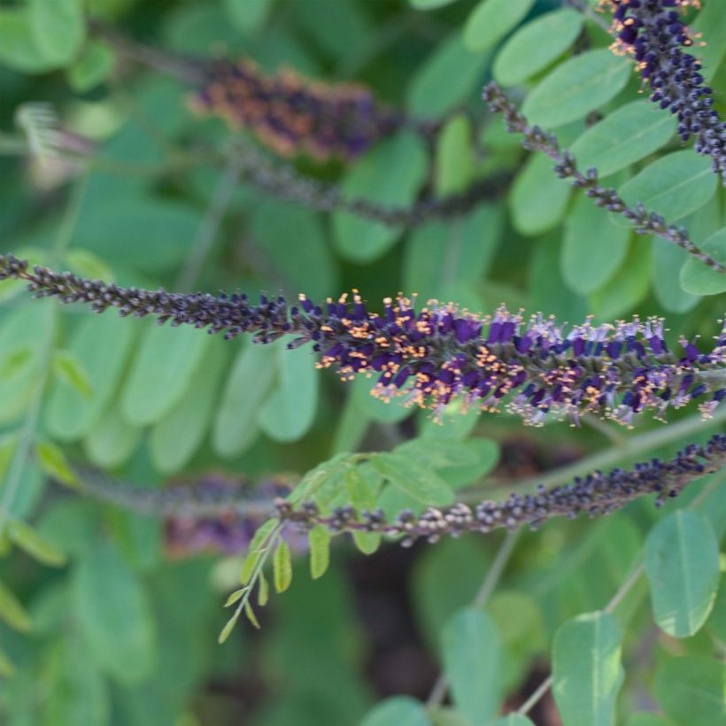 Amorpha ouachitensis - Faux indigo (Flowering)
