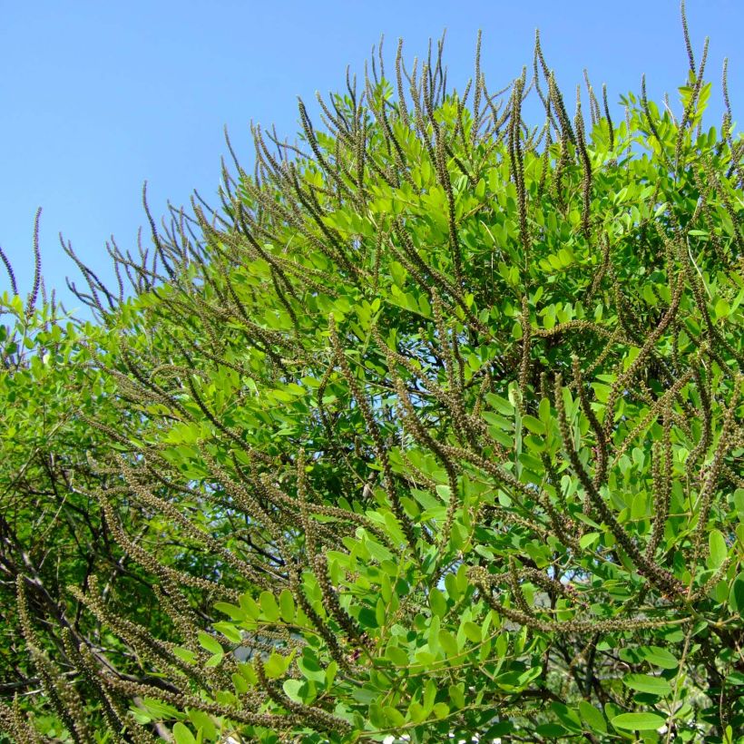Amorpha ouachitensis - Faux indigo (Plant habit)