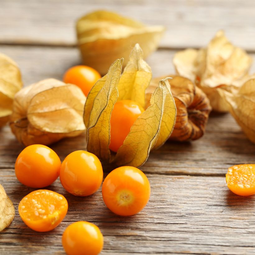 Amour en cage - Physalis franchetii (Harvest)