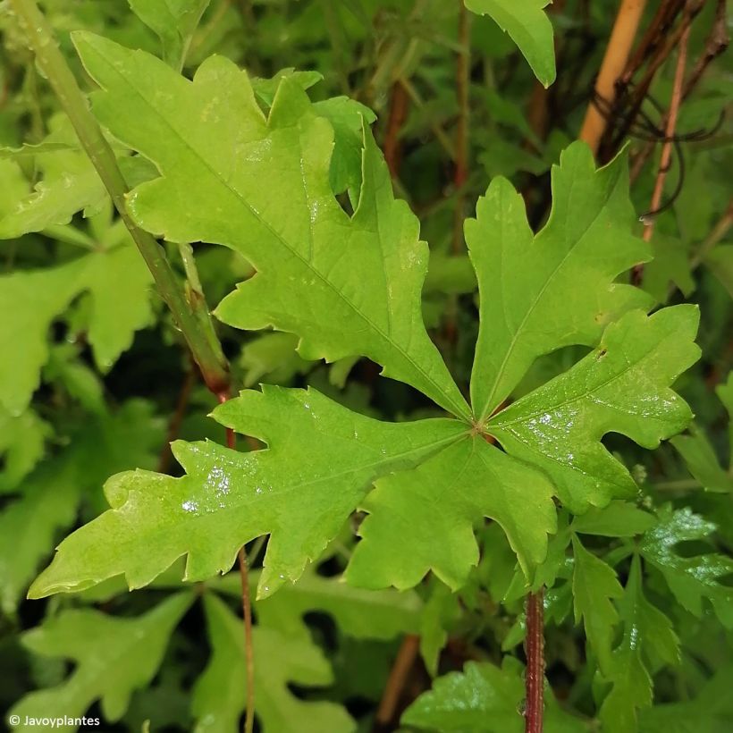 Ampelopsis aconitifolia - Vigne vierge à feuilles d'aconit (Foliage)