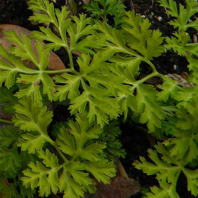 Anemone coronaria St Brigid Mix - Anémone de Caen (Foliage)