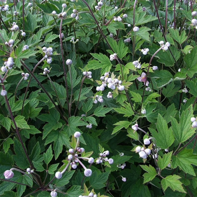 Anémone japonaise Slot der Nisse - Anemone hupehensis var. japonica (Foliage)