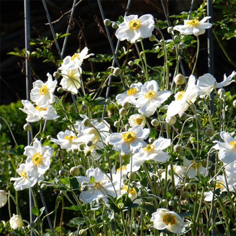 Anémone japonaise Slot der Nisse - Anemone hupehensis var. japonica (Flowering)