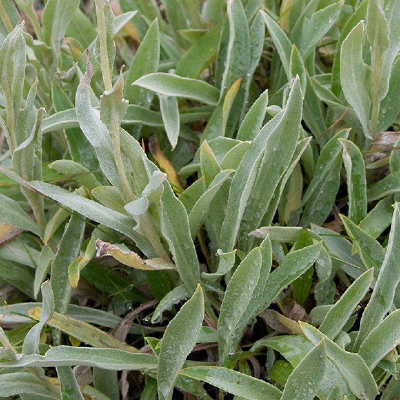 Anaphalis alpicola - Bouton d'argent des Alpes (Foliage)