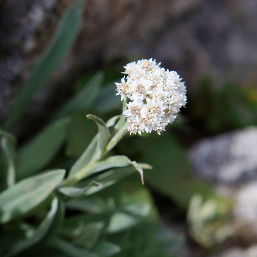 Anaphalis alpicola - Bouton d'argent des Alpes (Flowering)