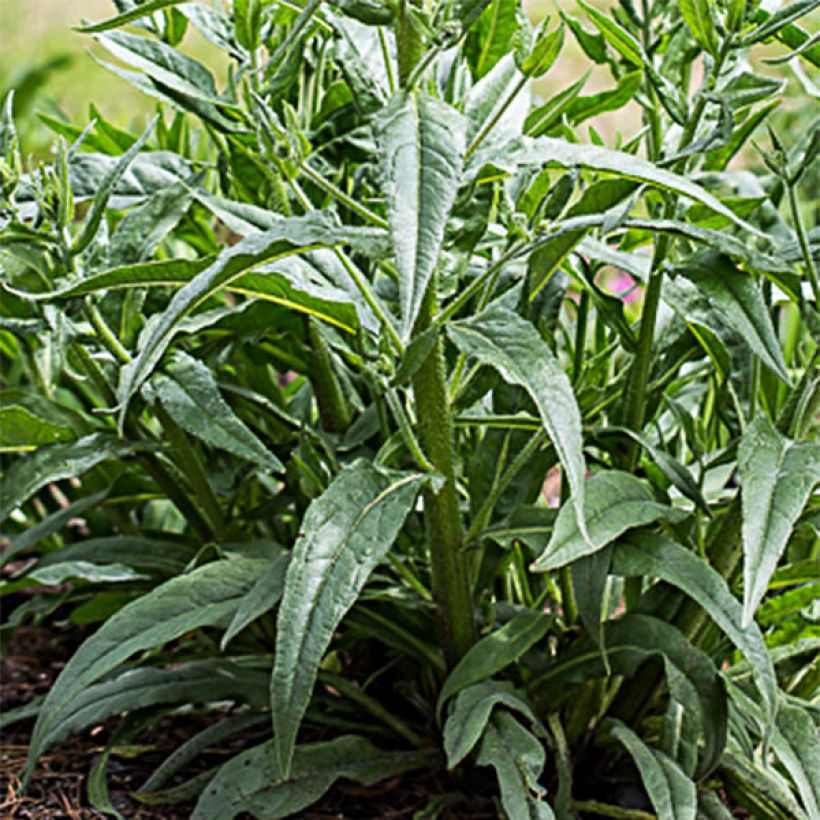 Anchusa azurea Dropmore - Buglosse d'Italie (Foliage)