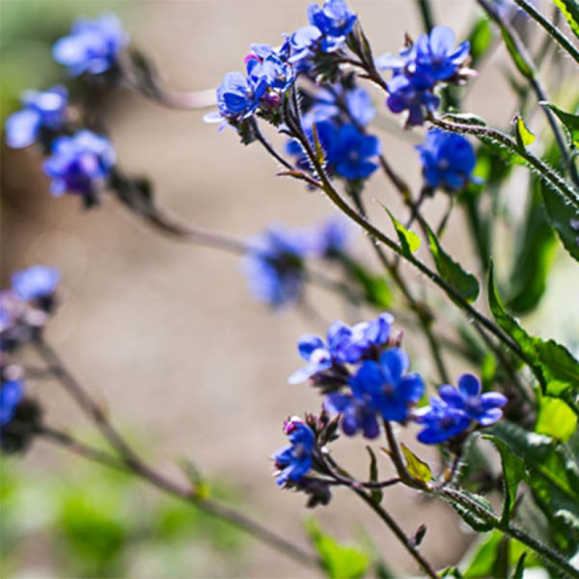 Anchusa azurea Dropmore - Buglosse d'Italie (Flowering)