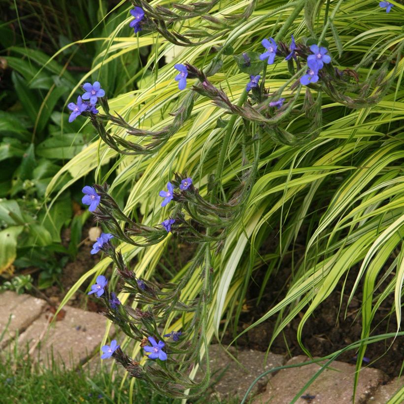 Anchusa azurea Loddon Royalist - Buglosse d'Italie (Plant habit)