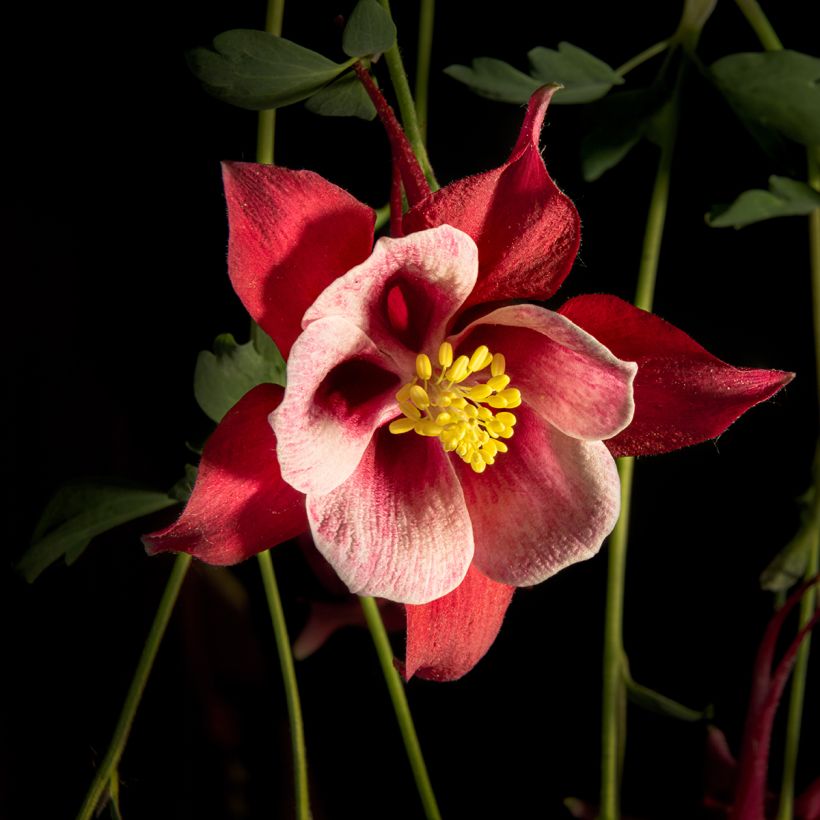 Ancolie, Aquilegia Songbird Series Cardinal (Flowering)