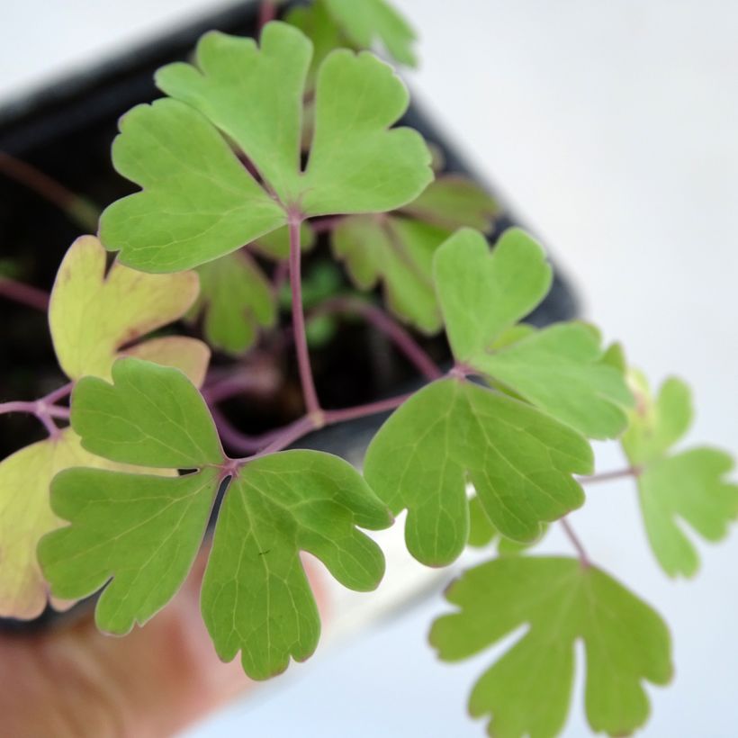 Ancolie Kristall - Aquilegia caerulea (Foliage)