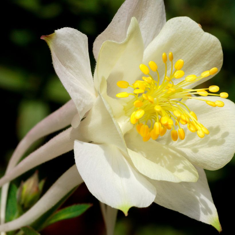 Ancolie Kristall - Aquilegia caerulea (Flowering)