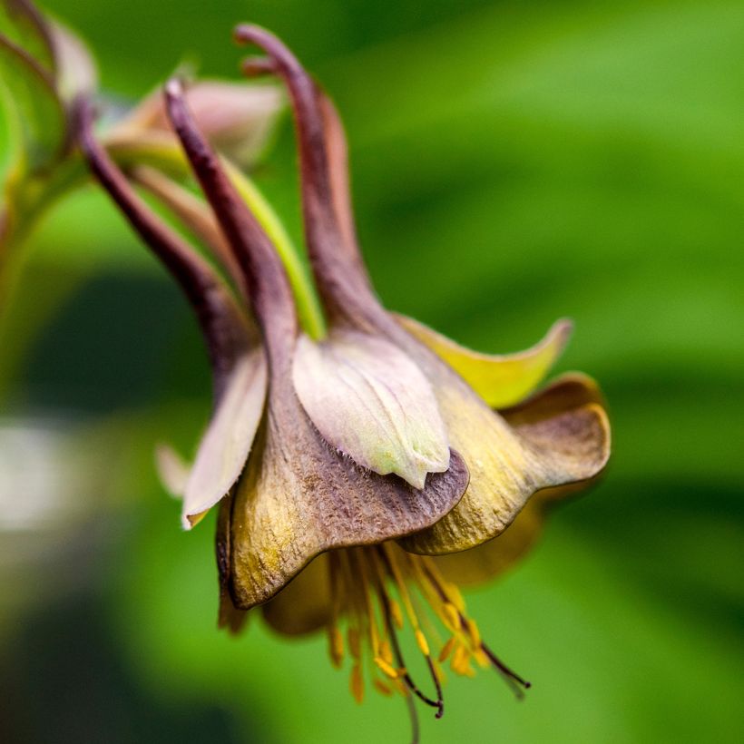 Ancolie chocolat - Aquilegia viridiflora var. atropurpurea (Flowering)