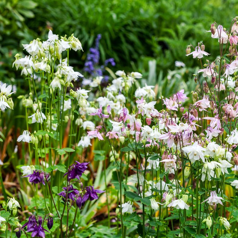 Ancolie - Aquilegia vulgaris Munstead White (Plant habit)