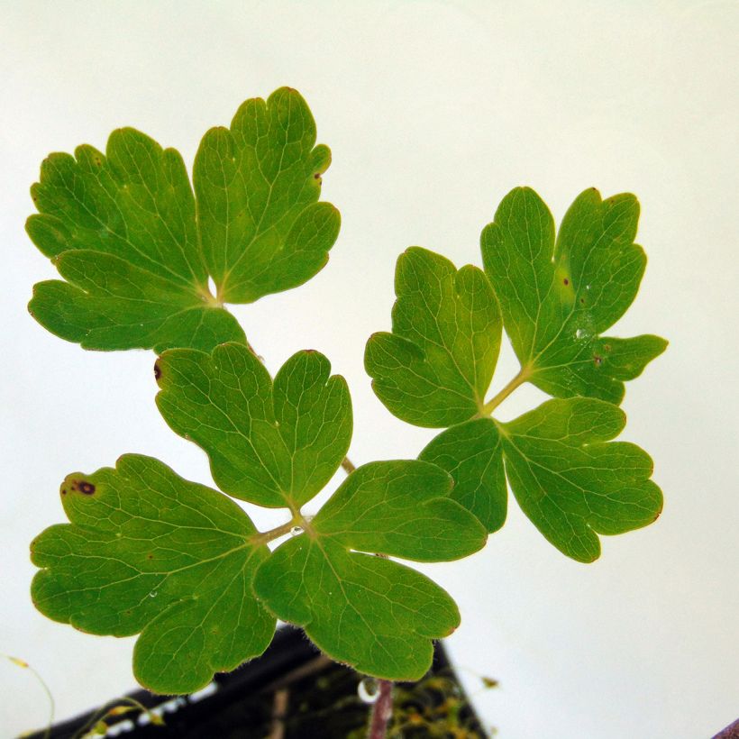 Ancolie Clementine Blue - Aquilegia vulgaris (Foliage)