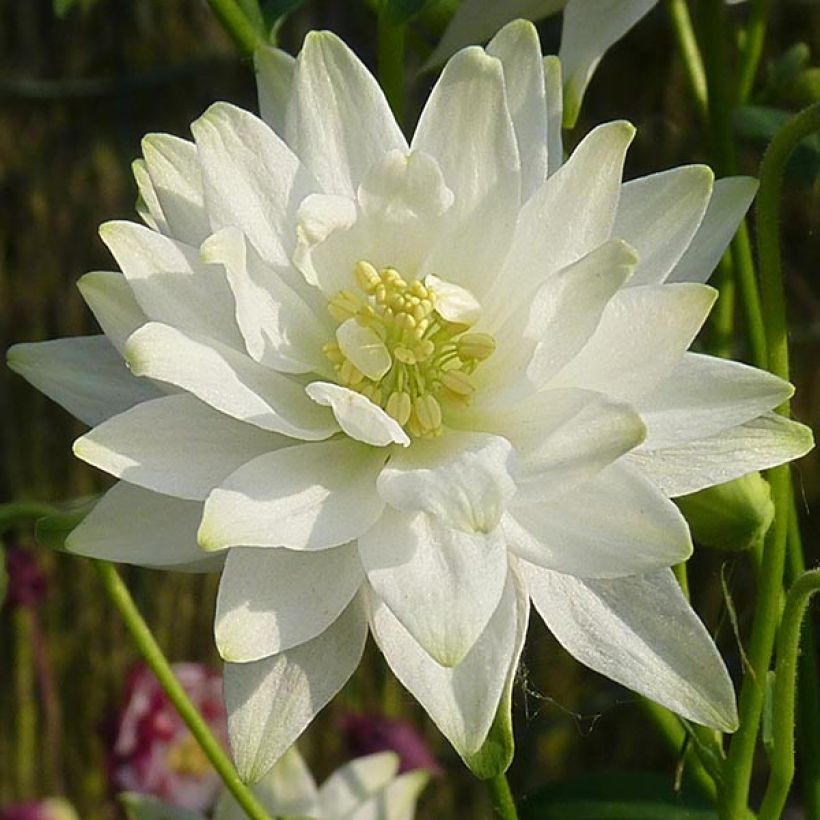 Ancolie Clementine White - Aquilegia vulgaris (Flowering)