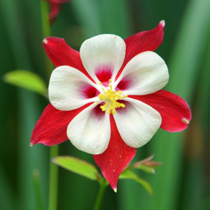 Ancolie Crimson Star (rouge et blanche) - Aquilegia vulgaris (Flowering)