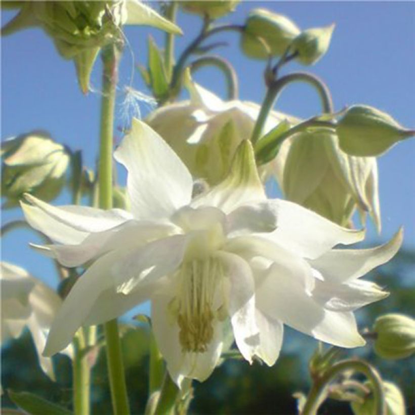 Ancolie Green Apples - Aquilegia vulgaris (Flowering)