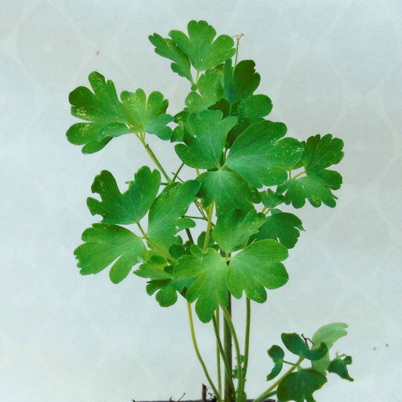 Ancolie Green Apples - Aquilegia vulgaris (Foliage)