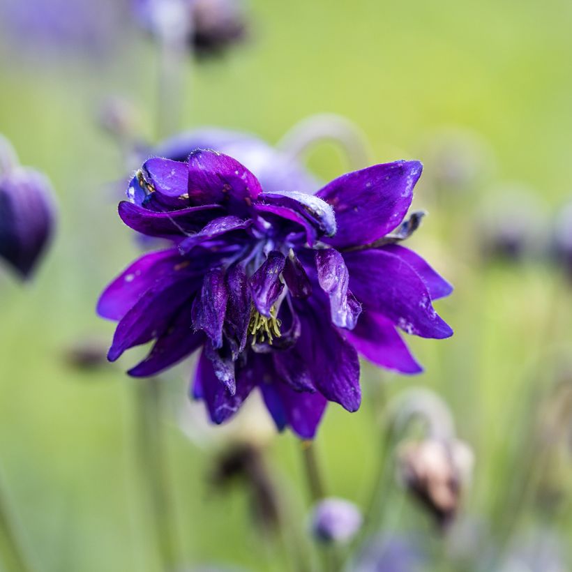 Ancolie Blue Barlow - Aquilegia vulgaris (Flowering)