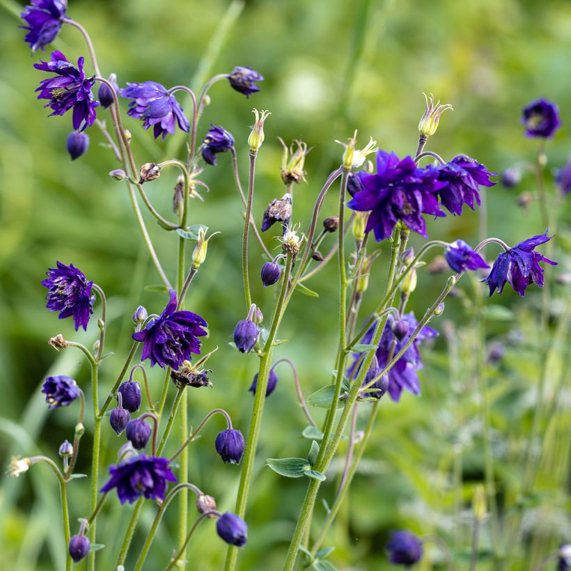 Ancolie Blue Barlow - Aquilegia vulgaris (Plant habit)