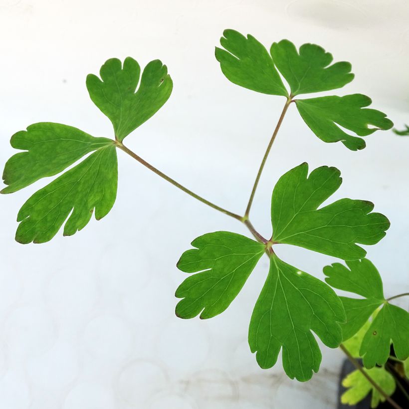 Ancolie Musik Rose-Blanc (Foliage)