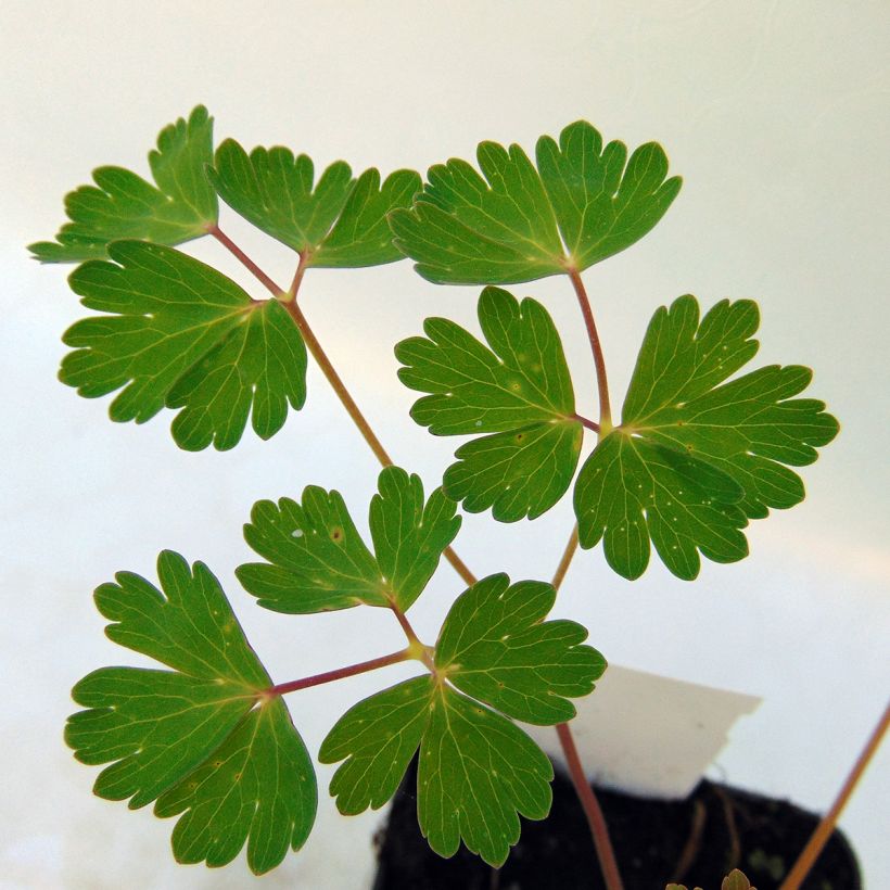 Ancolie blanche, Aquilegia caerulea Snow queen (Foliage)