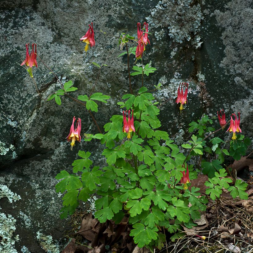 Ancolie du Canada - Aquilegia canadensis (Plant habit)
