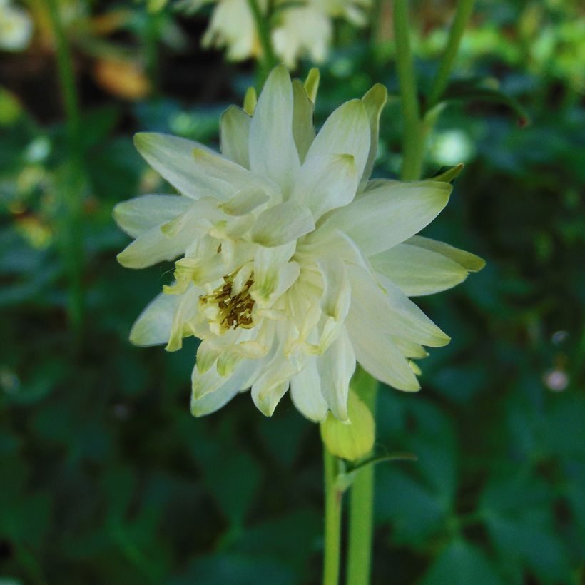 Ancolie hybride White Barlow (Flowering)