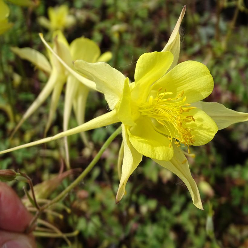 Ancolie Yellow Queen - Aquilegia chrysantha  (Flowering)